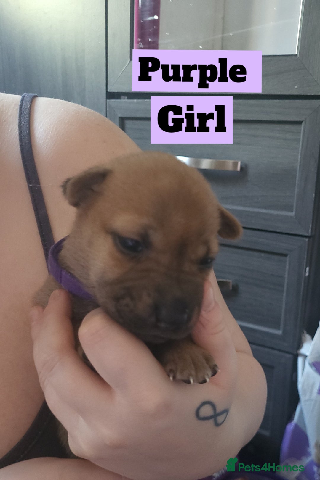 Mixed Breed dogs for sale: Belgian Malinois X Shar-pei puppies  - Image 12