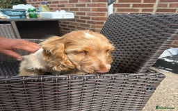 Cocker Spaniel dogs for sale: Show cocker spaniels in Doncaster - Image 29