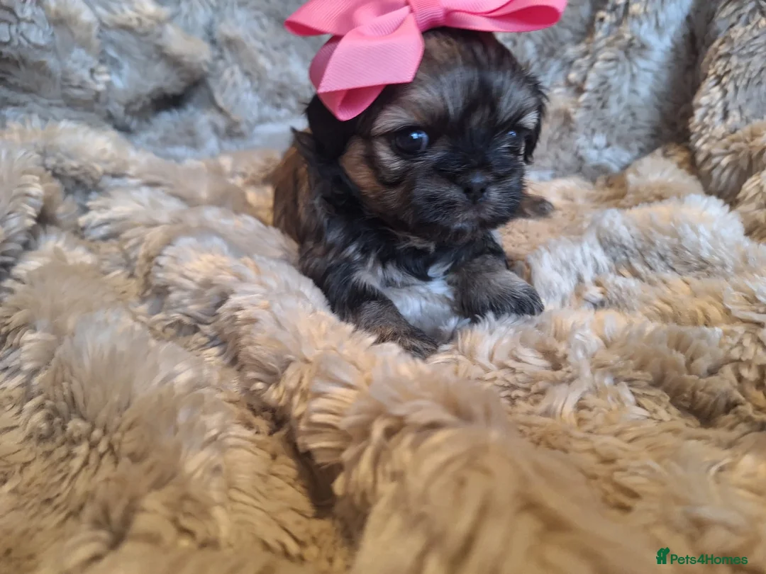 Shih Tzu dogs for sale: Beautiful Imperial Shih Tzus  - Advert 6