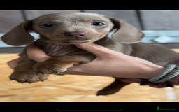 Miniature Dachshund dogs for sale: Gorgeous Miniature Daschund puppies 🐶🤍  - Image 8