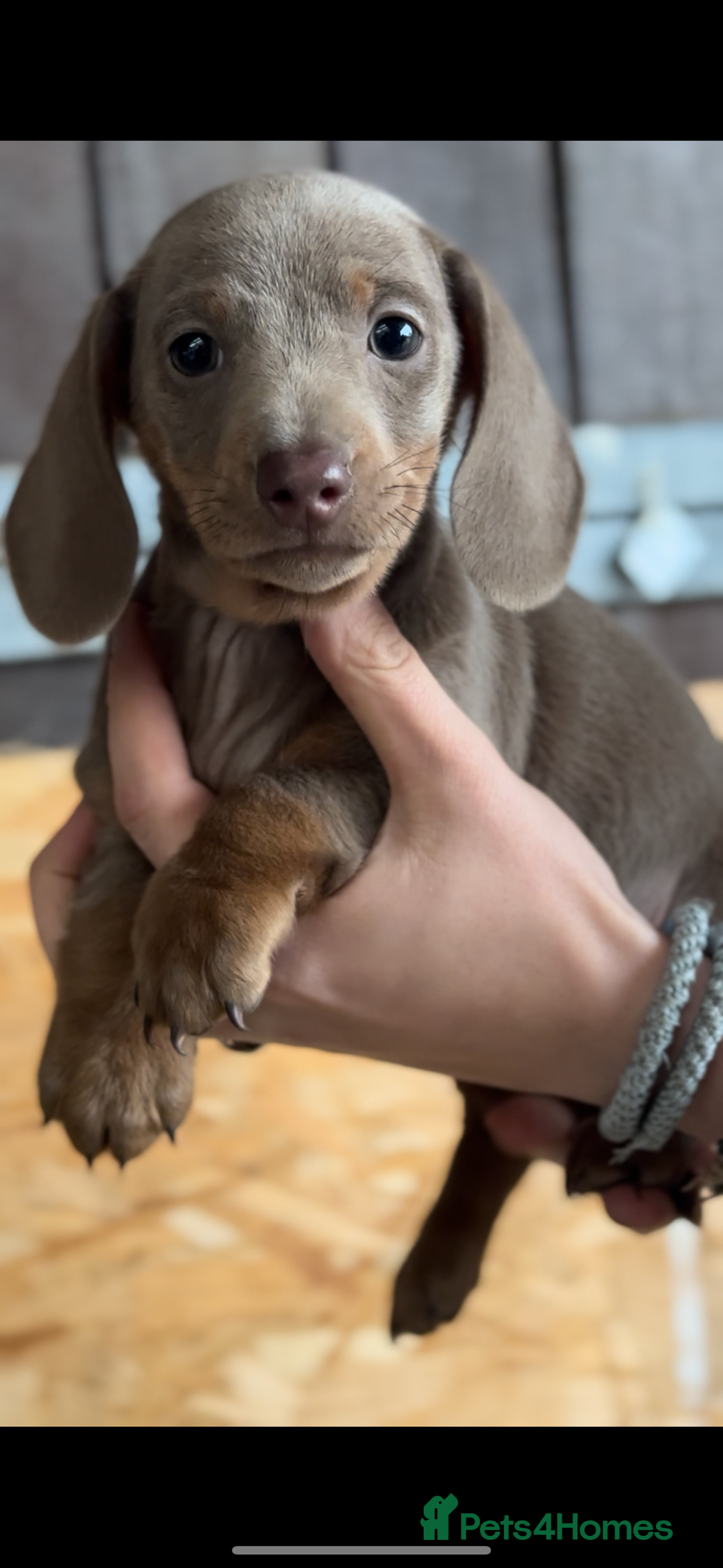 Miniature Dachshund dogs for sale: Gorgeous Miniature Daschund puppies 🐶🤍  - Image 8