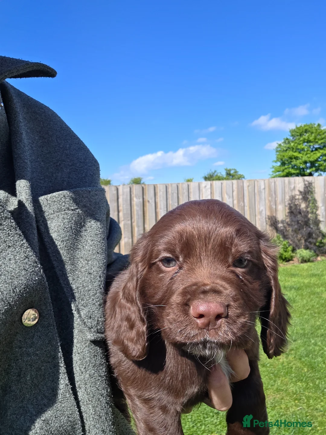 Cocker Spaniel dogs for sale: Cocker Spaniel Puppies in Launceston - Advert 18