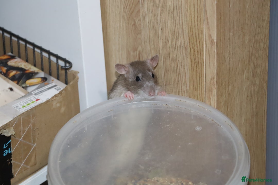 Rat rodents for sale: Two cute rats sisters - Advert 2