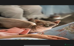 Sphynx cats for sale: Sphynx kittens for sale  - Image 1