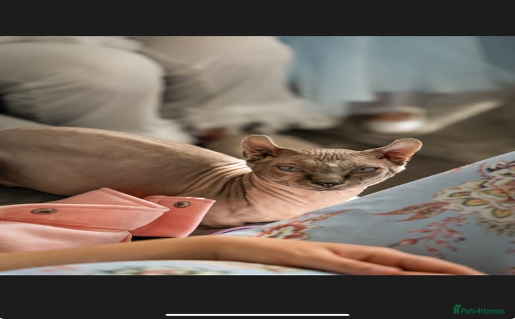 Sphynx cats - Advert 6