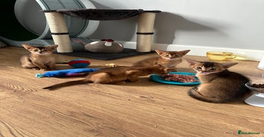 Abyssinian cats Pedigree Abyssinian kittens  - Advert 2