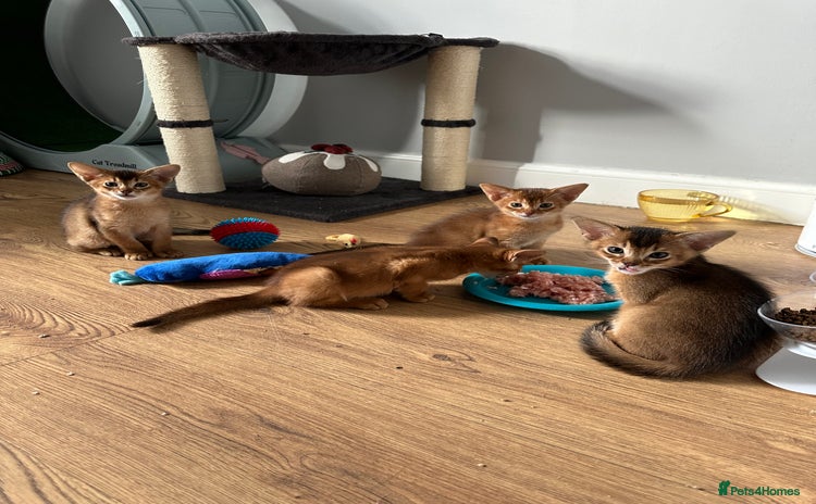 Abyssinian cats Pedigree Abyssinian kittens  - Advert 10
