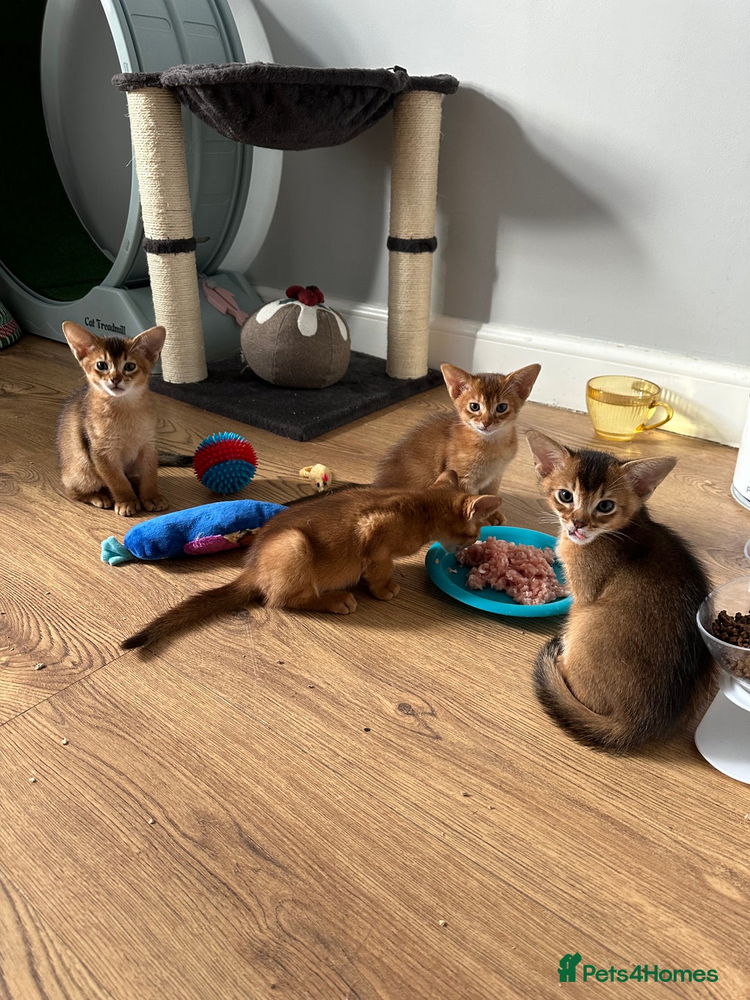 Abyssinian cats for sale: Pedigree Abyssinian kittens  - Advert 5