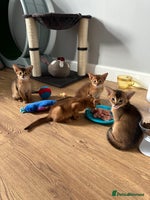 Abyssinian cats Pedigree Abyssinian kittens - Advert 1