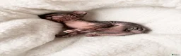 Sphynx cats for sale: ✨ tiny Canadian Sphynx elves ✨ - Advert 8