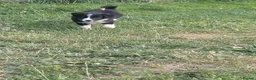 Border Collie dogs for sale: Isds registered pups  in Richmond - Advert 3