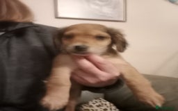 Mixed Breed dogs for sale: Male Pups  - Image 5