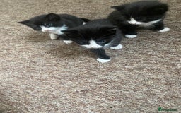Bombay cats for sale: 3 kittens for sale - Image 6