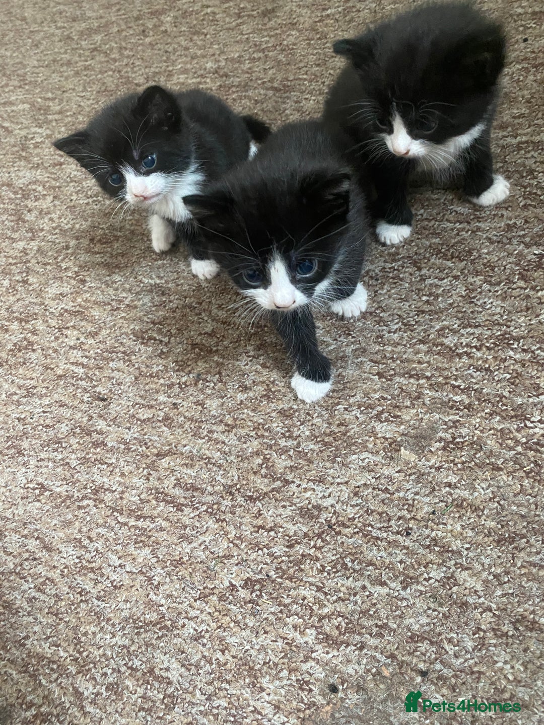 Bombay cats for sale: 3 kittens for sale - Image 6