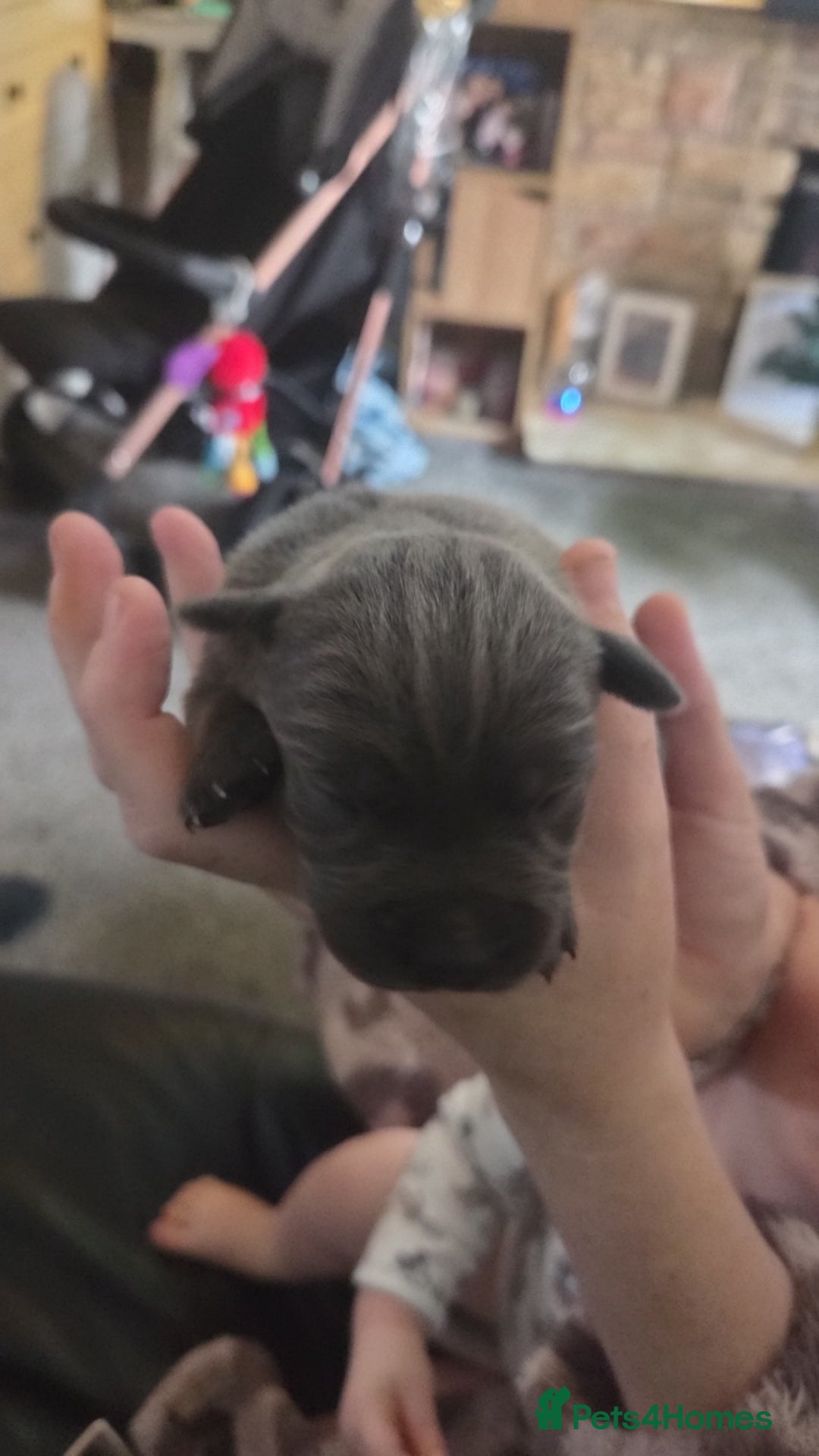 Cane Corso dogs for sale: Cane corso pups - Image 5