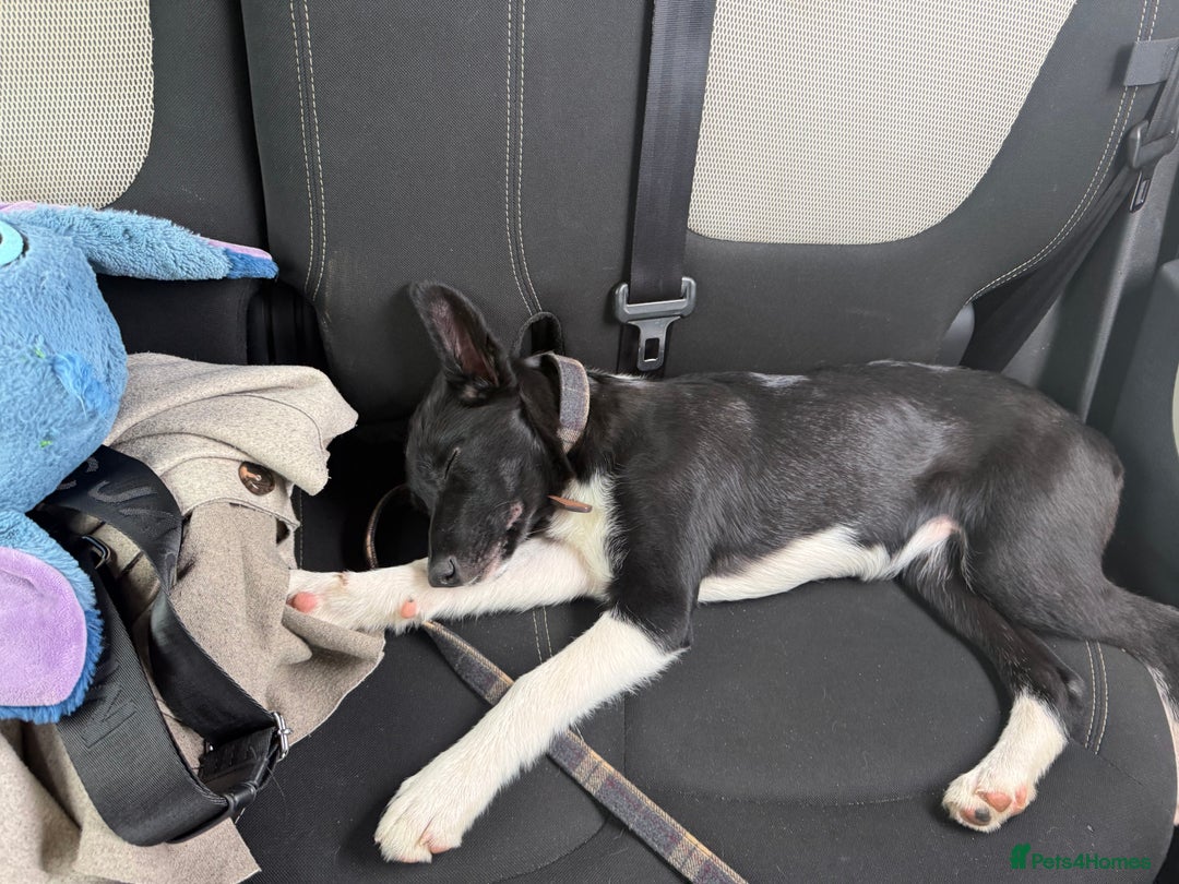 Border Collie dogs for sale: Darcy - Advert 6