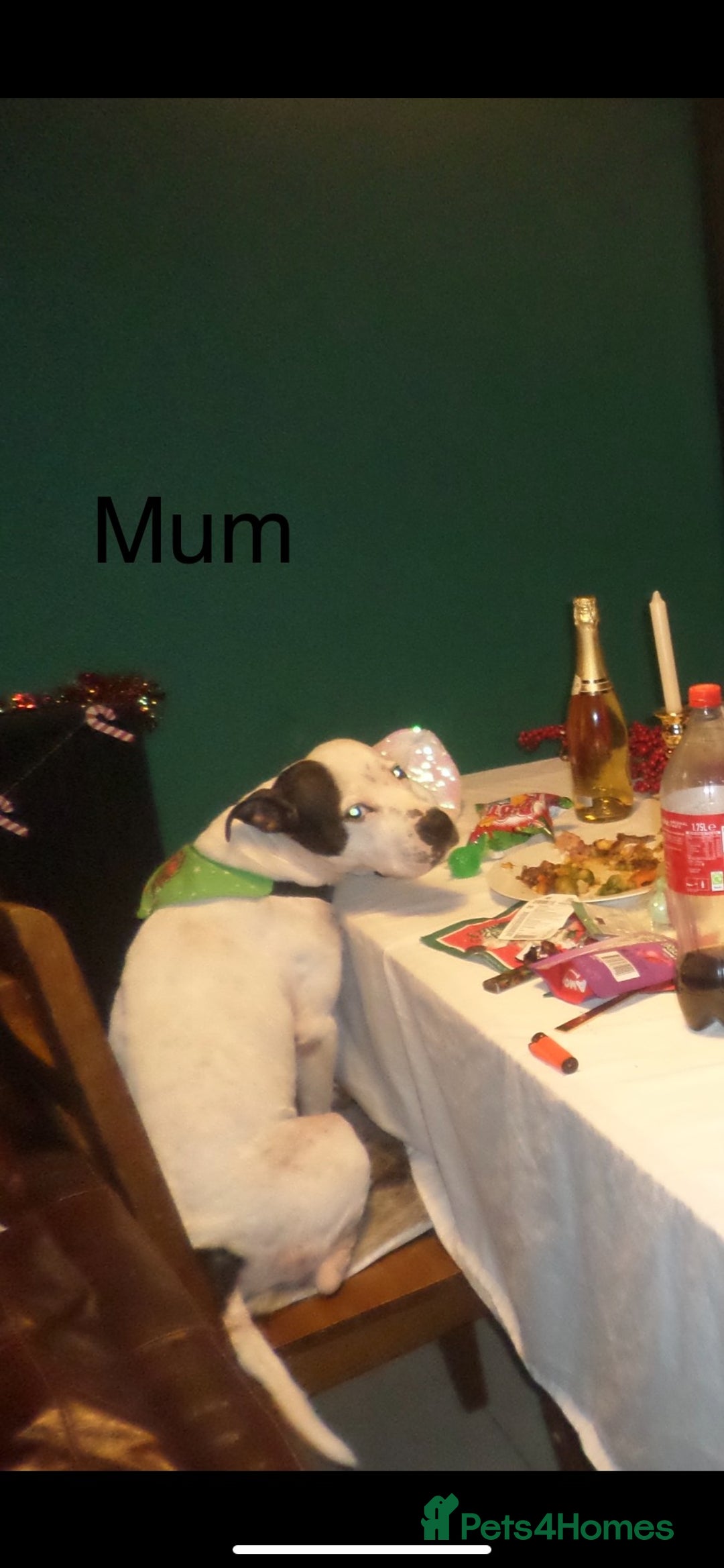 Mixed Breed dogs for sale: Staffypoos for sale - Advert 6