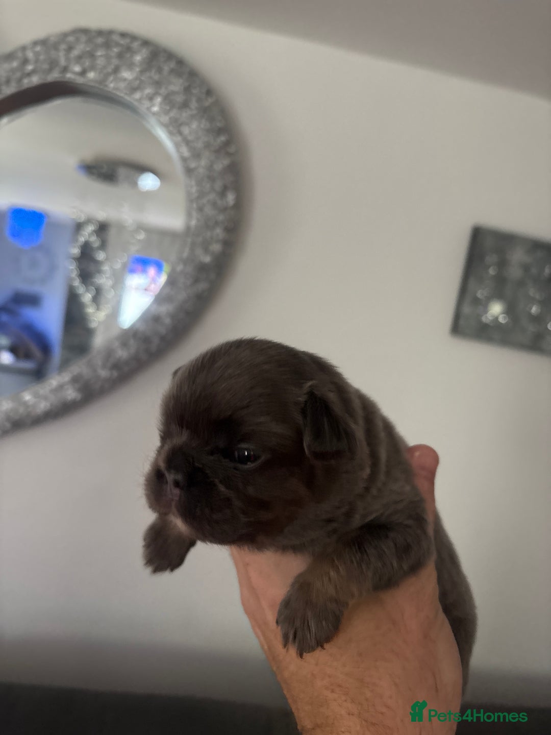 French Bulldog dogs for sale: Fluffy French bulldog  - Image 12