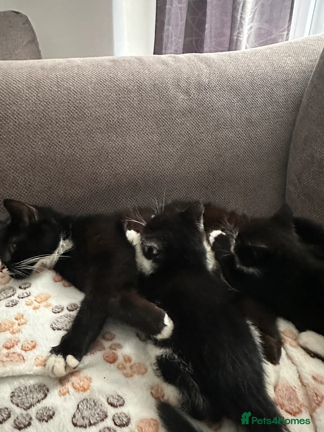 British Shorthair cats for sale: 3 Kittens looking for their forever home  - Advert 2