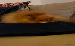German Spitz dogs for sale: KC Reg Show Type German Spitz (Klein) For Sale. - Image 23