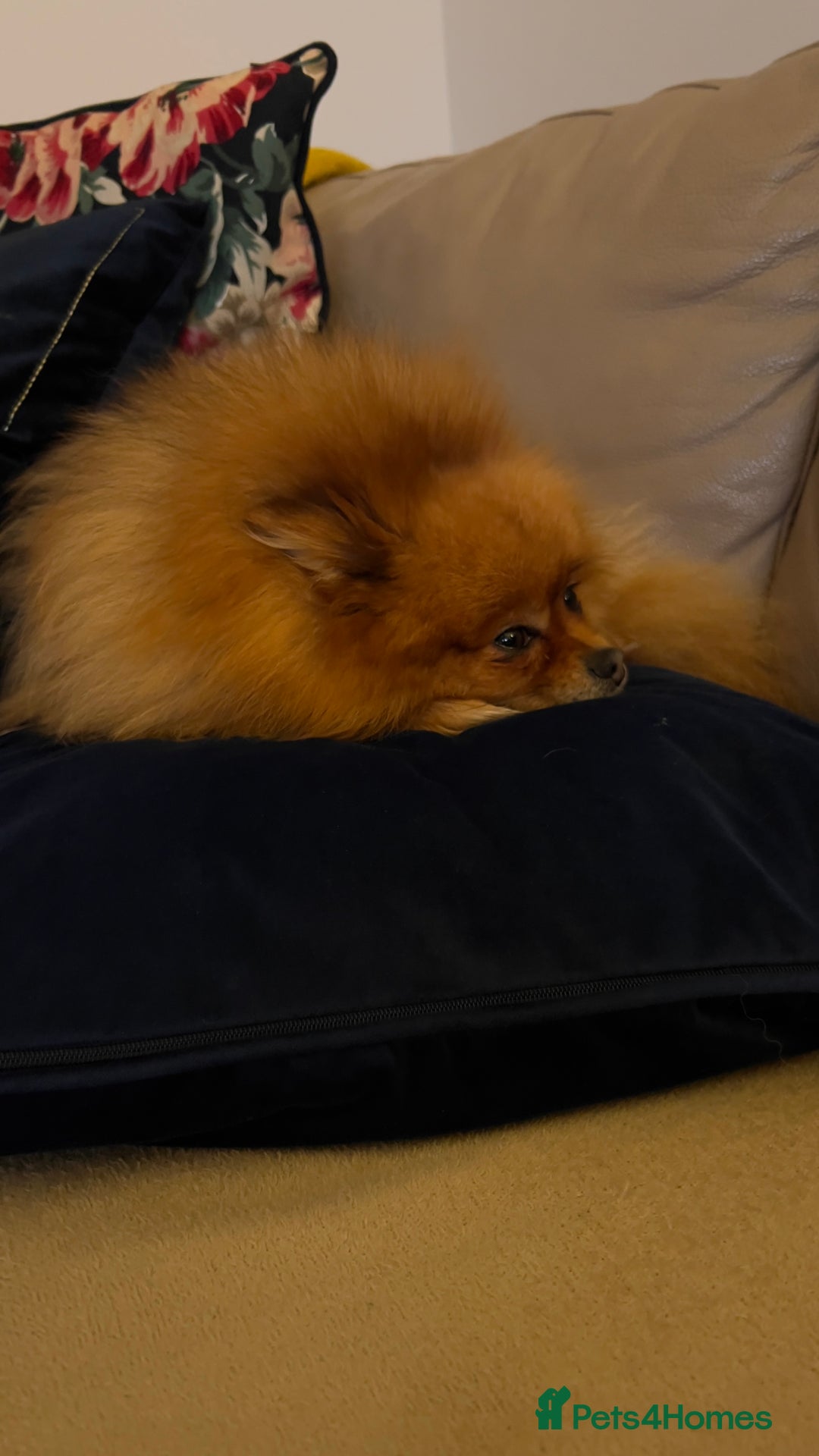 German Spitz dogs for sale: KC Reg Show Type German Spitz (Klein) For Sale. - Image 23
