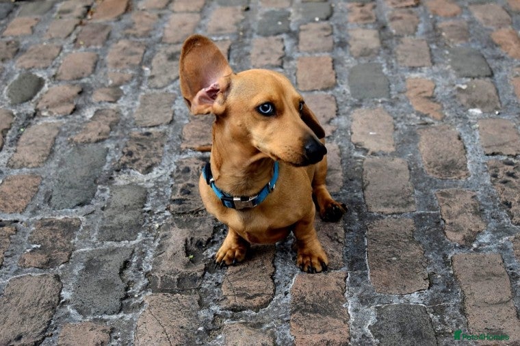 Miniature Dachshund dogs Miniature Red Dapple - KC Reg in Sheffield - Advert 1