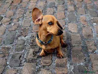 Miniature Dachshund dogs Miniature Red Dapple - KC Reg in Sheffield - Advert 21