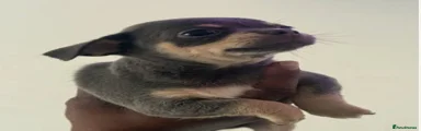 Chihuahua 1