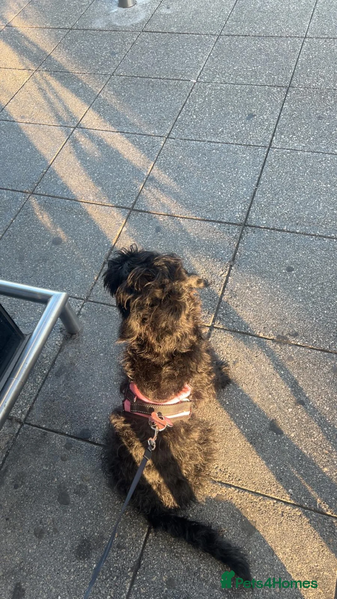 Mixed Breed dogs for sale: (Gone) Beautiful Female Cockapoo  - Advert 3