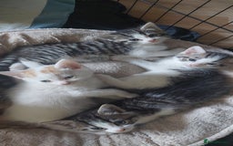 Mixed Breed cats for sale: 5 beautiful kittens female - Advert 9