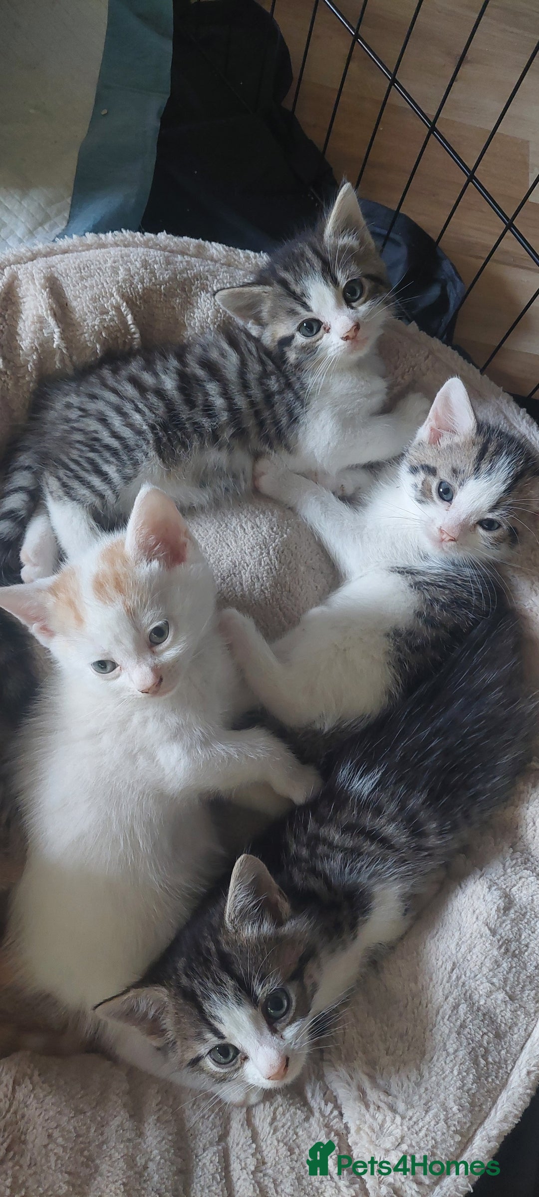 Mixed Breed cats for sale: 5 beautiful kittens female - Advert 9