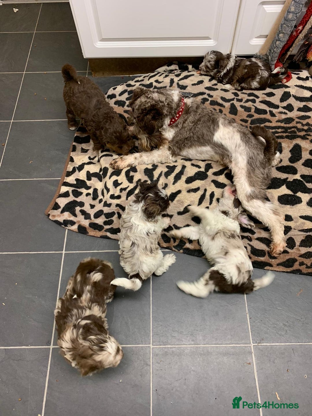 Poodle dogs for stud: KC CHOCOLATE AND WHITE SCHNAUZER STUD MAC +BVA 👍 in Coventry - Advert 33