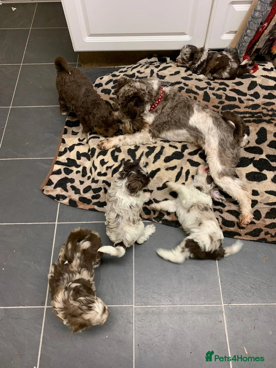 Poodle dogs for stud: KC CHOCOLATE AND WHITE SCHNAUZER STUD MAC +BVA 👍 in Coventry - Advert 33