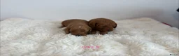 Cockapoo dogs for sale: Say Hello To Our Most Adorable Cockapoo Puppies - Advert 21