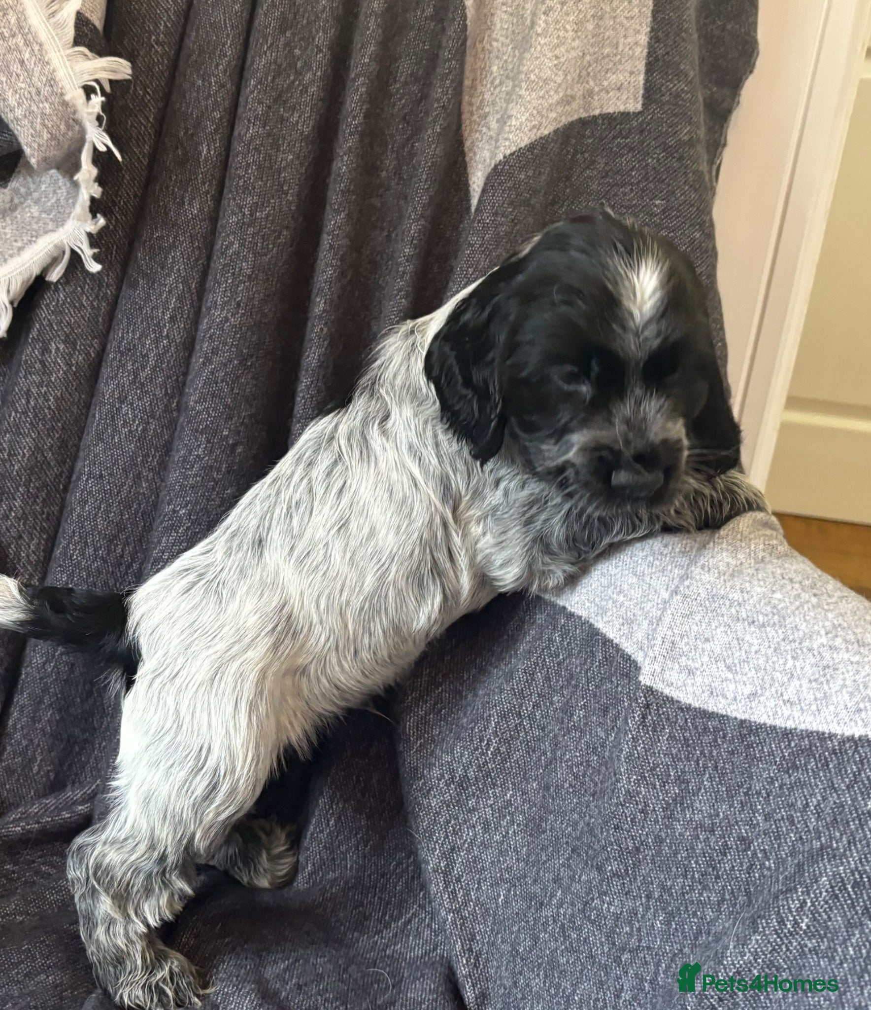 Cocker Spaniel dogs Cocker Spaniel (Show Type) Blue Roan KC reg  - Advert 1