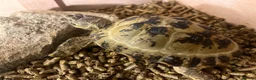 Tortoise reptiles for sale: Horsefield Tortoise 🐢  - Advert 3