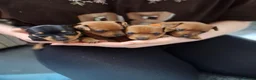 Miniature Pinscher dogs for sale: Adorable Miniature Pinscher Puppies  in Peterhead - Advert 1