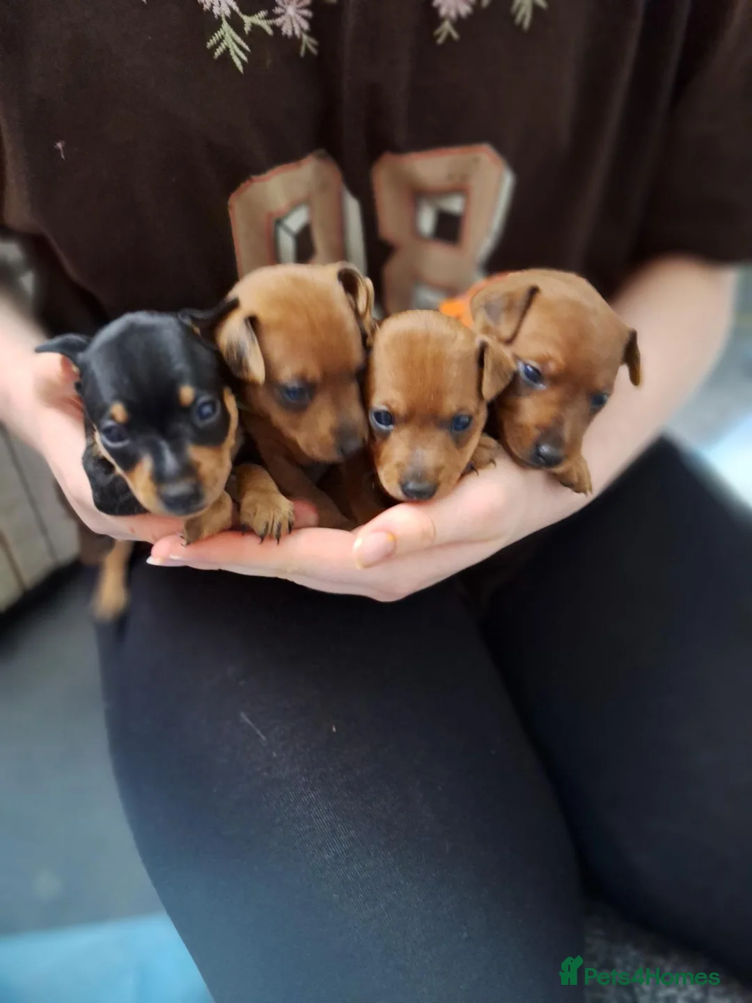 Miniature Pinscher dogs for sale: Adorable Miniature Pinscher Puppies  in Peterhead - Advert 1