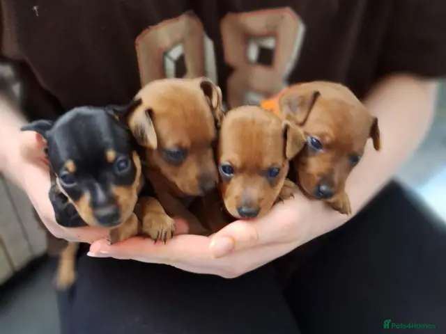 Miniature Pinscher dogs Adorable Miniature Pinscher Puppies - Advert 1