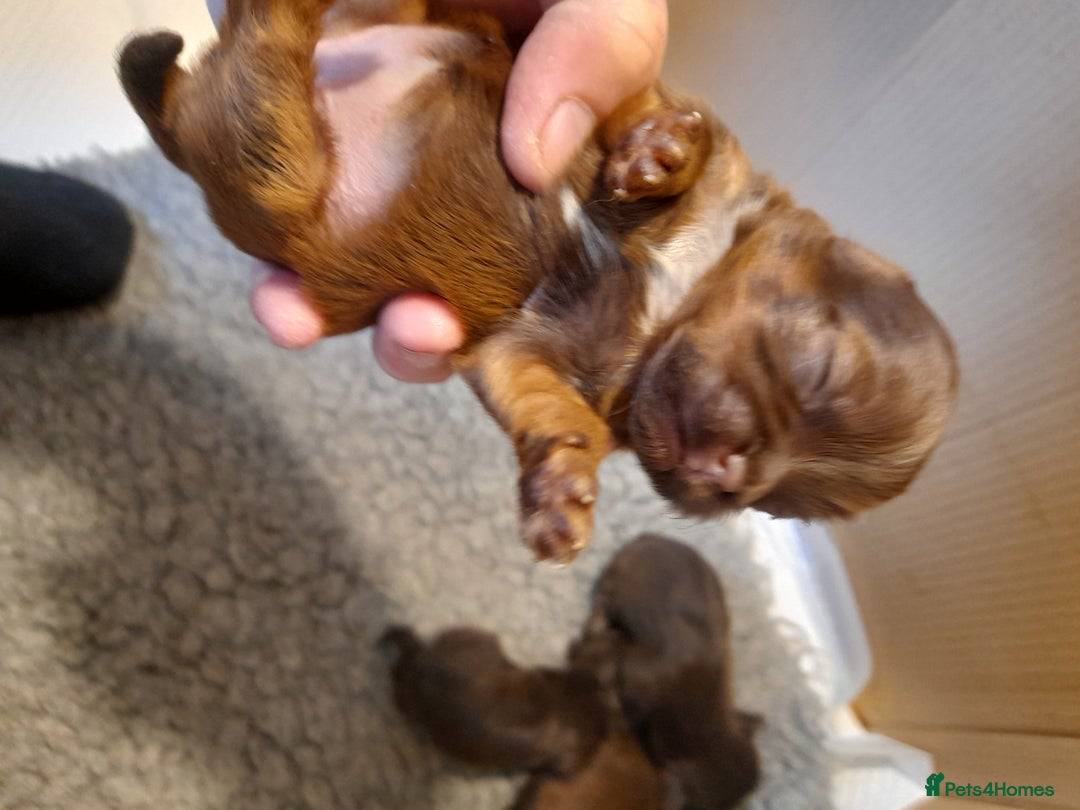 Malshi dogs for sale: Malshi - Advert 18