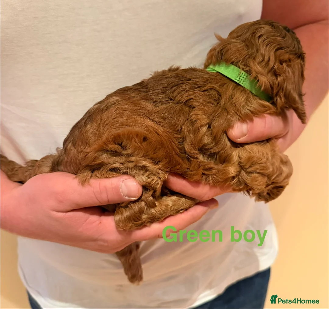 Cockapoo dogs for sale: 6 beautiful Cockerpoo  - Advert 13