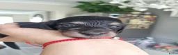 Miniature Dachshund dogs for sale: 🌟 Miniature LH Dachshund Puppies 🌟  - Advert 13