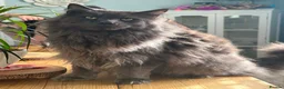 Ragcoon cats for sale: Last of litter affectionate playful Ragcoon baby  - Advert 27