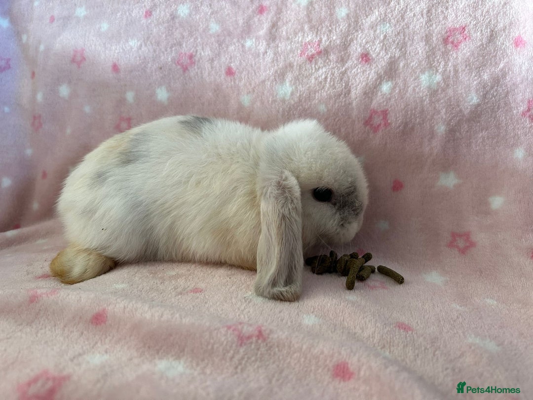 Mini Lop rabbits for sale: Pure Breed Mini Lop baby bunnies ready 1st Aug - Image 12