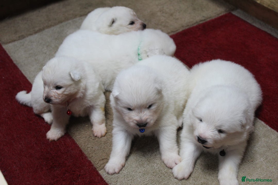 Samoyed dogs for sale: Samoyed puppies - fluff and joy - Image 22
