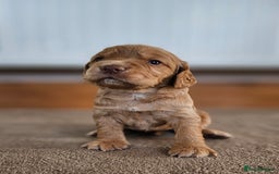 Cocker Spaniel dogs for sale: 8 AMAZING KC REG WORKING COCKER SPANIEL PUPPIES - Image 8