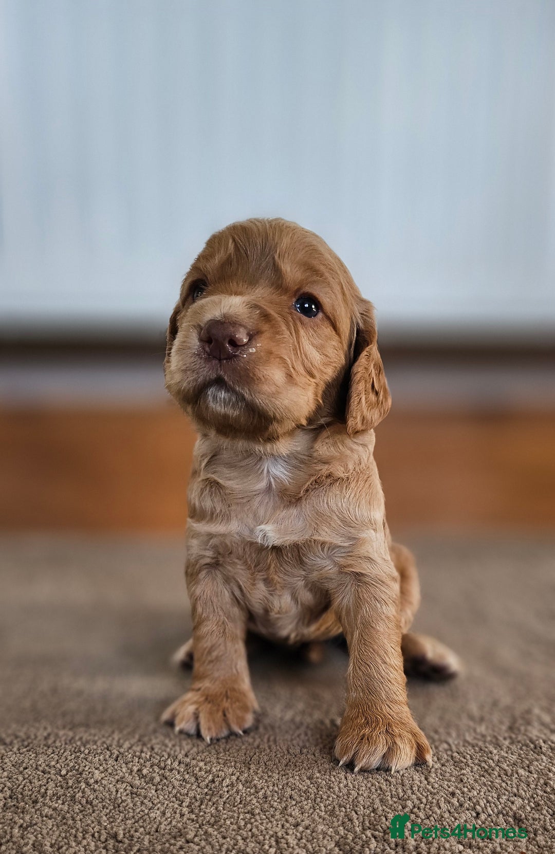 Cocker Spaniel dogs for sale: 8 AMAZING KC REG WORKING COCKER SPANIEL PUPPIES - Image 8