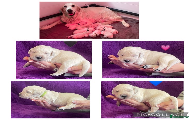 Golden Retriever dogs KC Reg Cream Boys from health tested parents.  - Advert 8