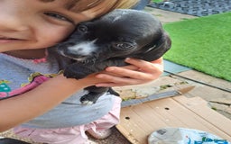 Mixed Breed dogs for sale: Jack Russell and Coker Spaniel  - Image 14