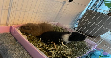 Guinea Pig rodents - Advert 3